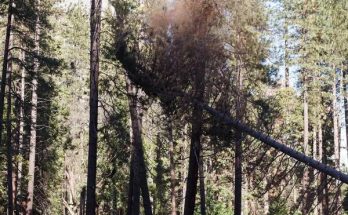 Tree Service Near Me Affordable Local Tree Experts